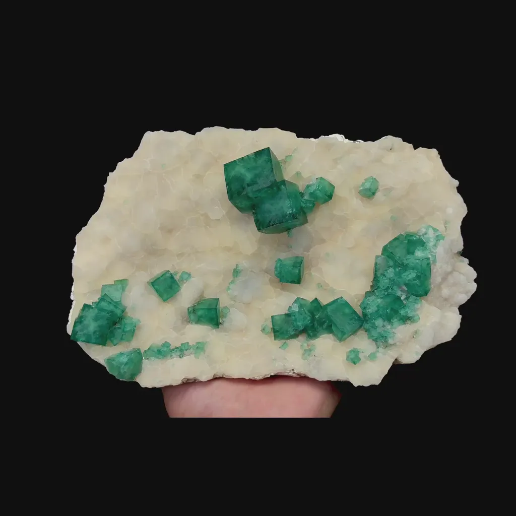 specimen video
