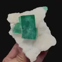 specimen video