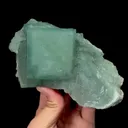 specimen video