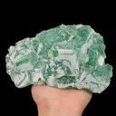 specimen video