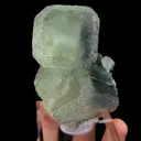 specimen video