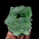 specimen video