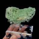 specimen video