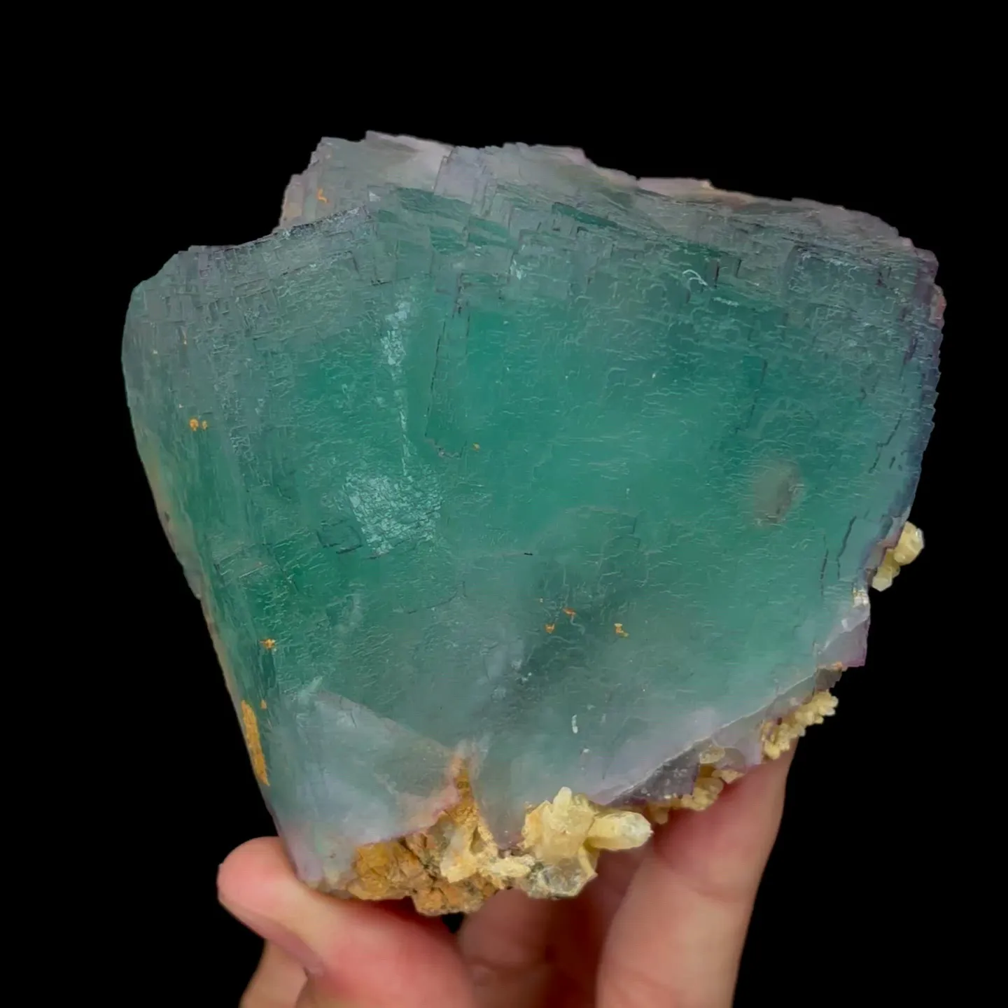 specimen video