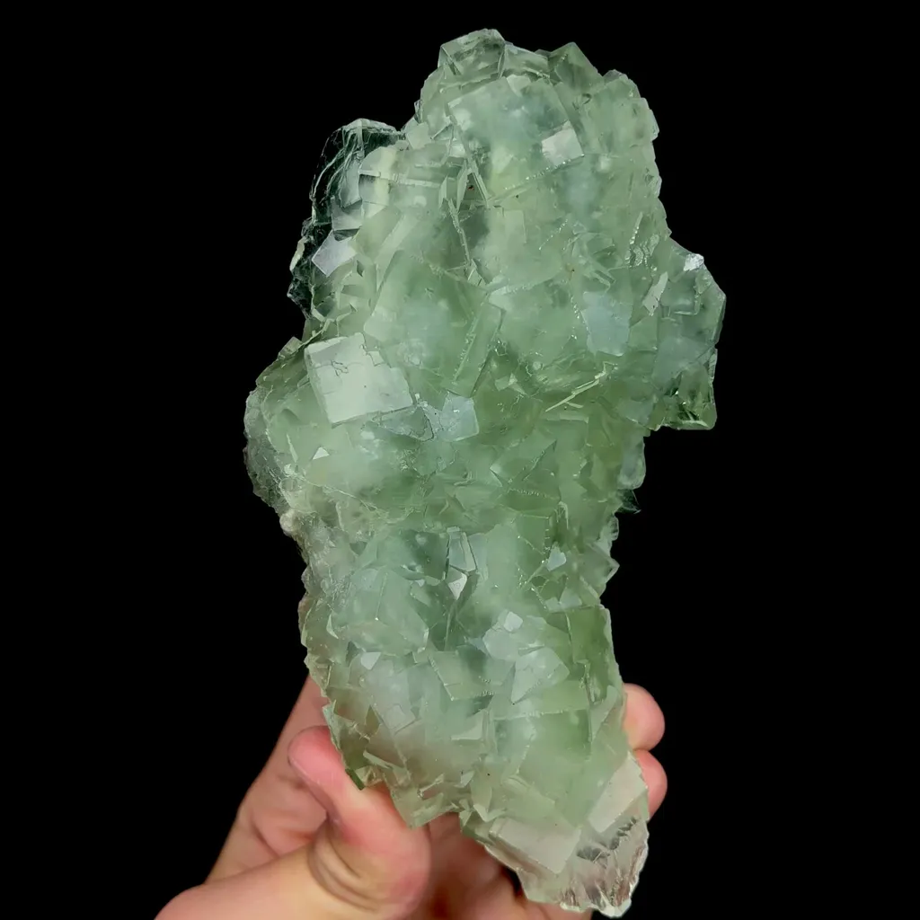 specimen video