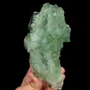 specimen video