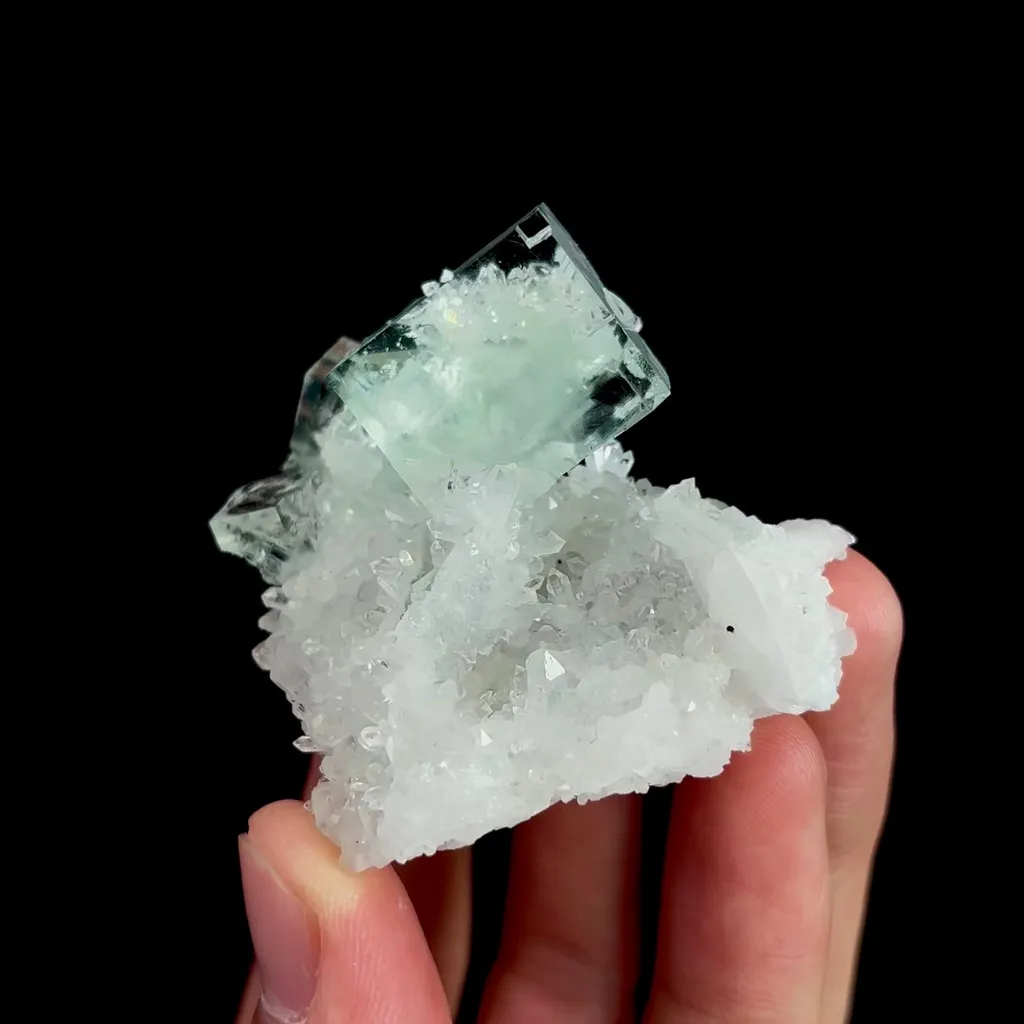 specimen video