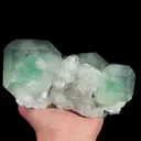 specimen video