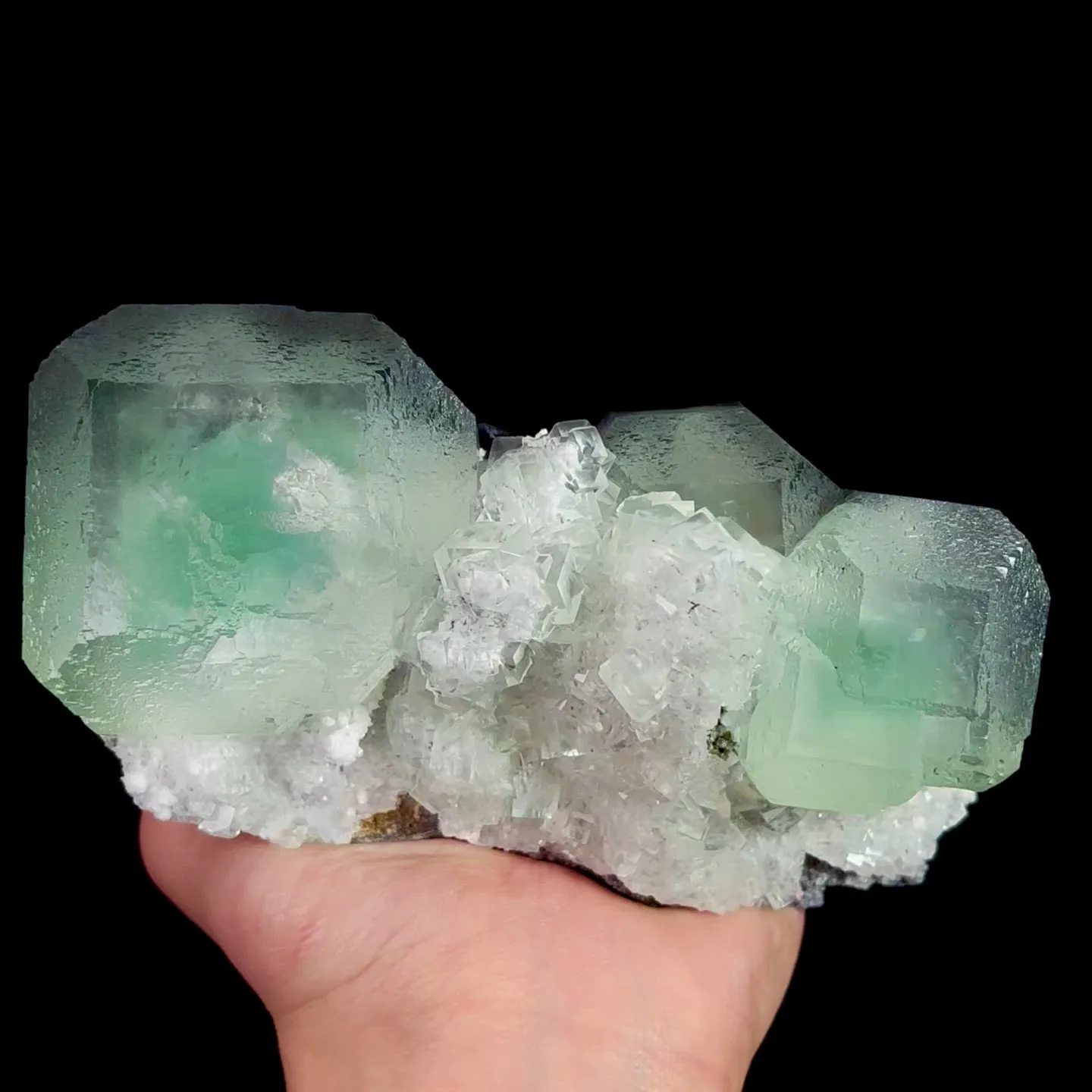 specimen video