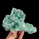 specimen video