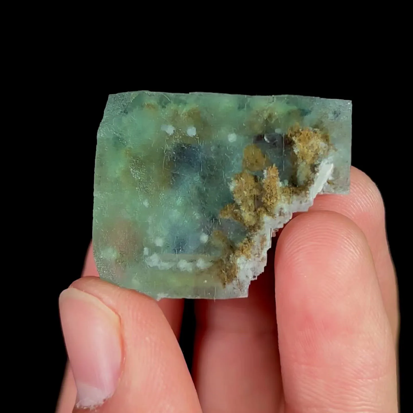 specimen video