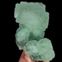 specimen video