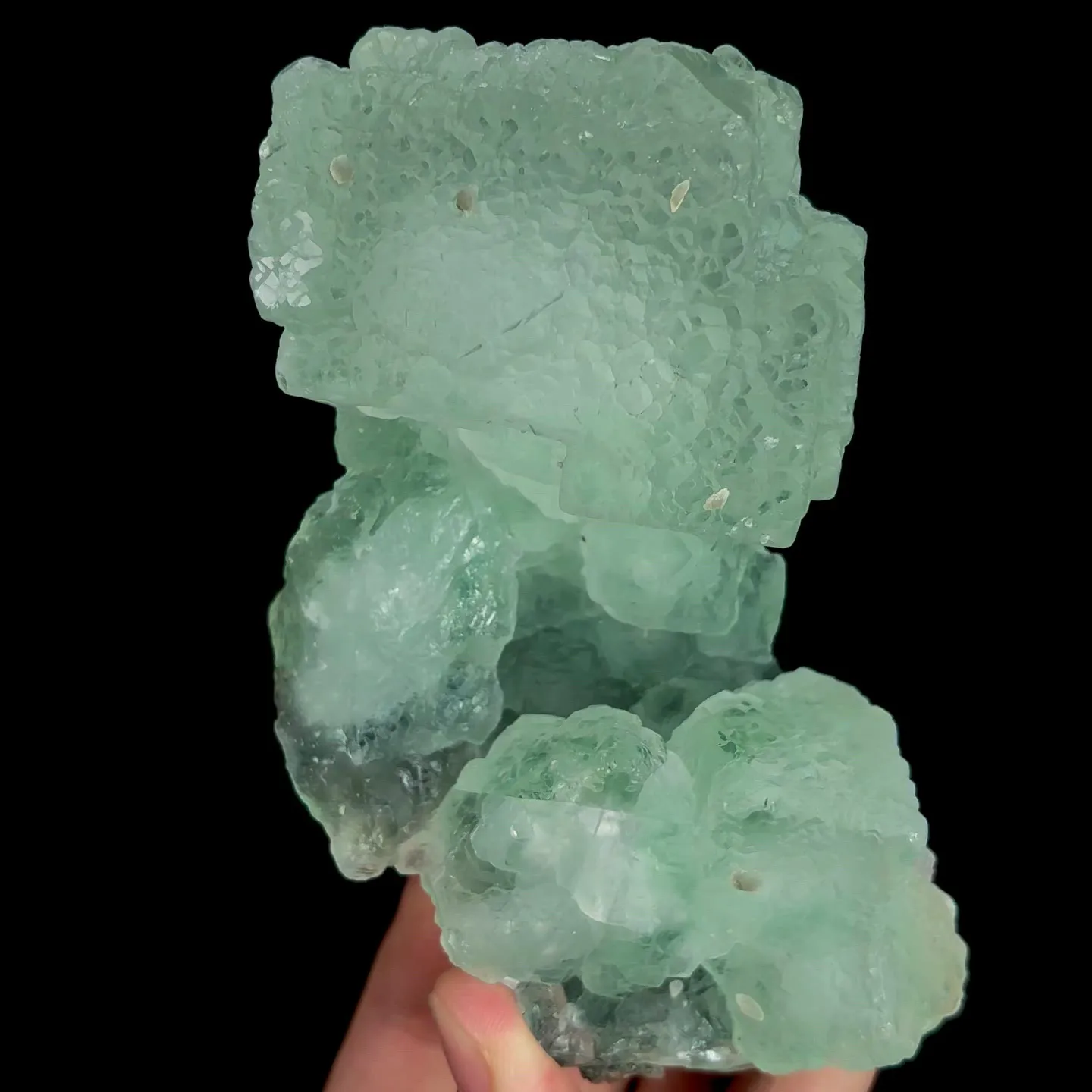 specimen video