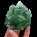 specimen video