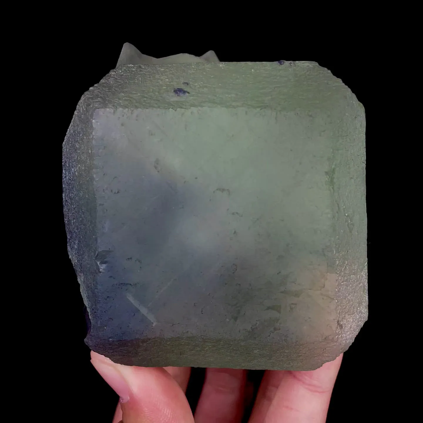 specimen video