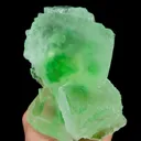specimen video