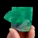 specimen video