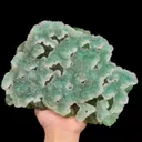 specimen video