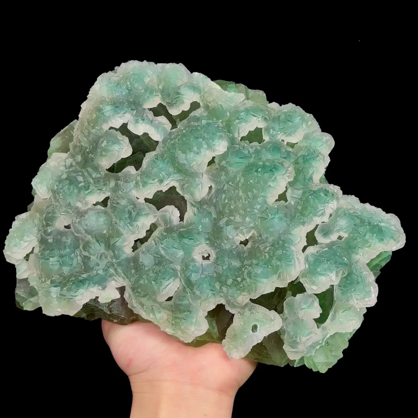 specimen video