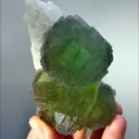 specimen video