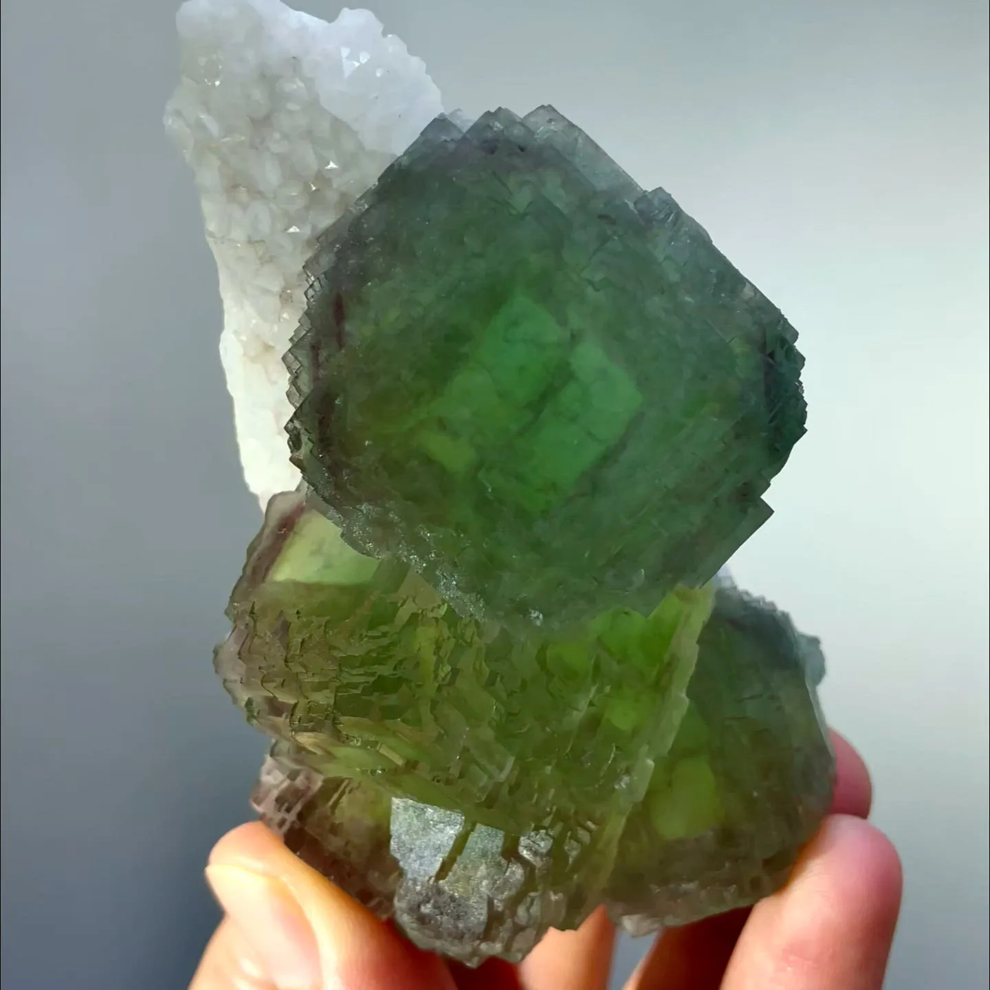 specimen video