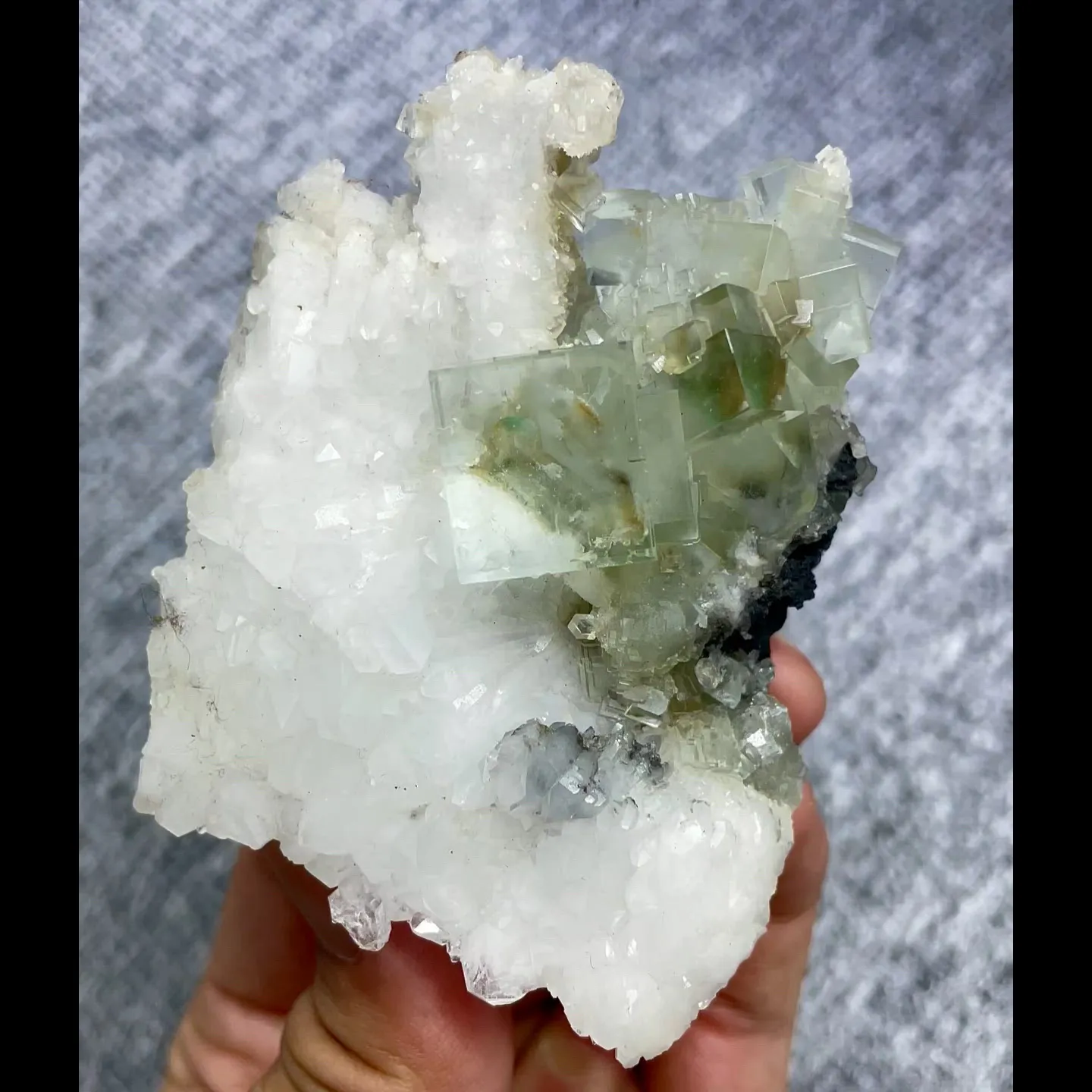 specimen video