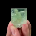 specimen video