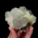 specimen video