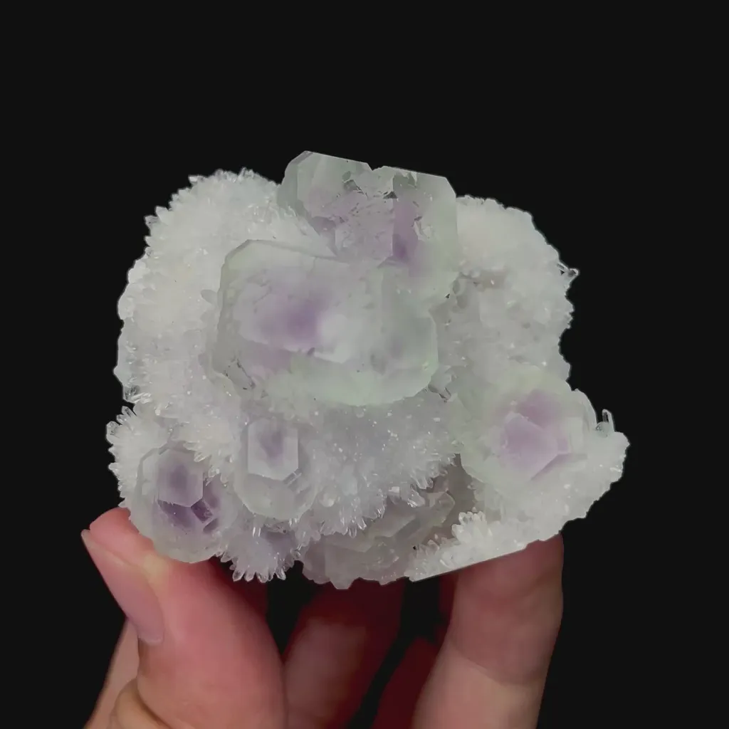 specimen video