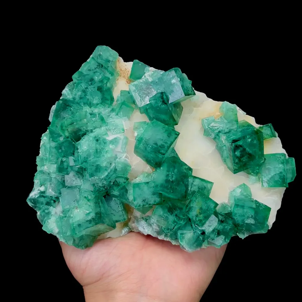 specimen video