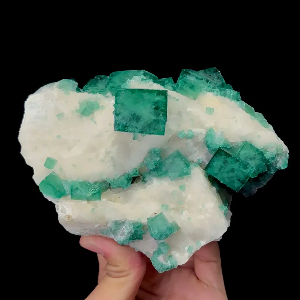 specimen video