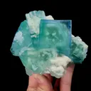 specimen video
