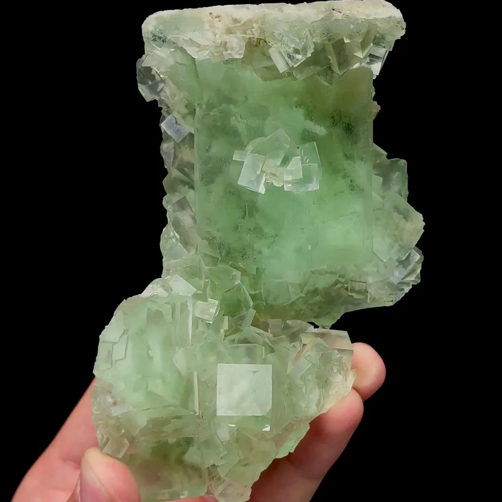 specimen video