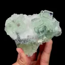 specimen video