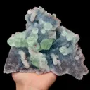 specimen video