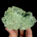 specimen video