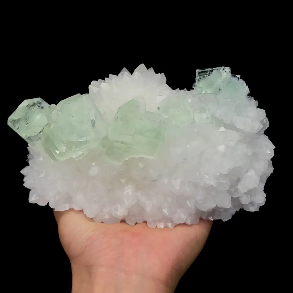 specimen video