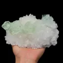 specimen video