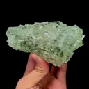 specimen video