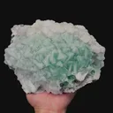 specimen video