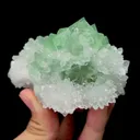specimen video