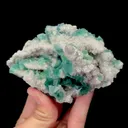 specimen video