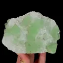 specimen video
