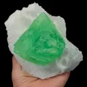 specimen video