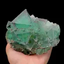 specimen video
