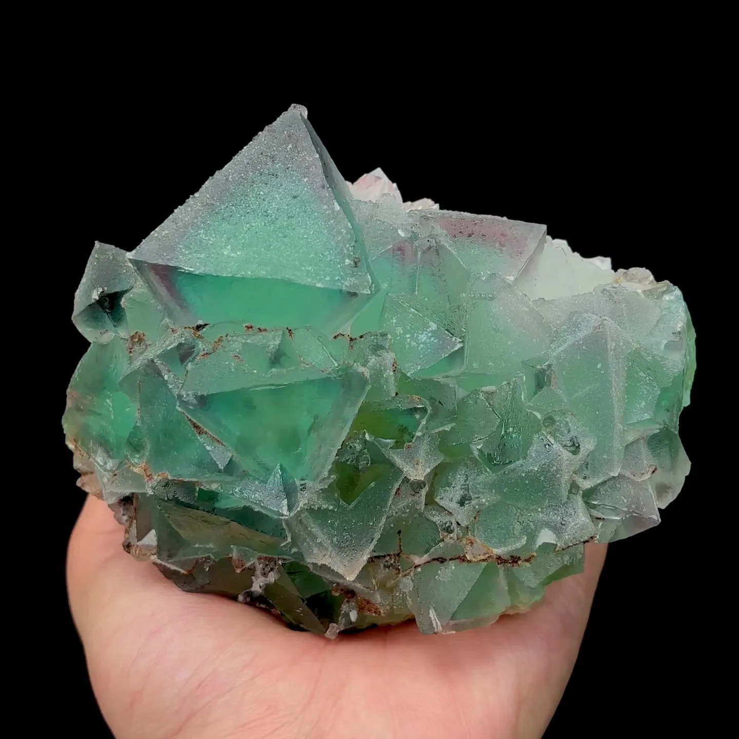 specimen video