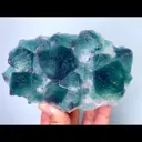 specimen video