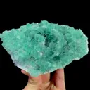 specimen video
