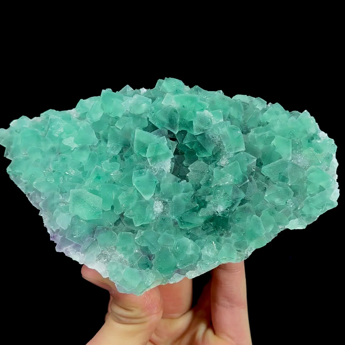 specimen video