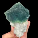 specimen video